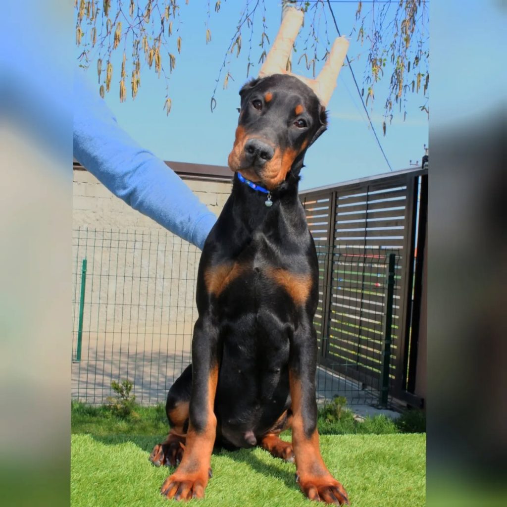 doberman for sale